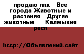 продаю лпх - Все города Животные и растения » Другие животные   . Калмыкия респ.